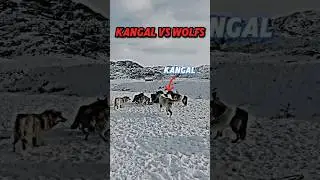 kangal vs wolf 