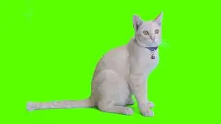 Green Screen Cat 🐈 Cat Green Screen Video 7