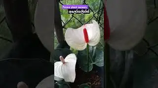 #anthurium 😍🌿💐#youtubeshorts #flowers 🌷🌷