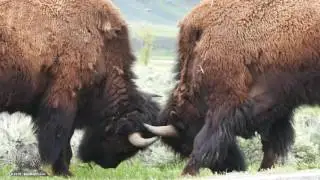 Bison Fight YNP