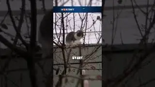 ПТИЧКИ НЕМНОГО ОПОЗДАЛИ