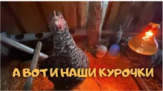 Купили дом в деревне| Курочки в хозяйстве| Первое яйцо/№8