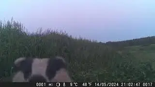 Нашел нору барсуков!