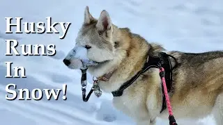 Was My Husky Dog SURPRISED With SNOW After Warm Weather?! Siberian Husky in Snow!