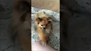 Боевая малышка 💪