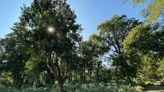 Ride through Chilapata forest