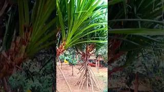 Walking palm tree |