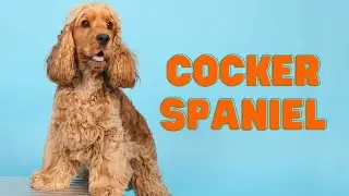 Cocker Spaniels. Everything You Need to Know: Breed Characteristics, Care, Skin Problems