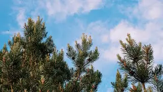 шесть минут моего лета