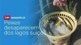 Peixes desaparecem à medida que lagos se aquecem