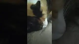 Пород я на короля льва от Буси