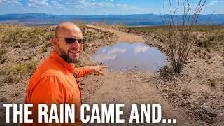How Our Desert Swales Held Up After an Inch of Rain