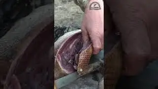 Отбиваем гусиное мясо  поленом  .... Отбивные из гуся на охоте. 