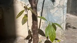 Avocado trees found in compost - time to experiment!