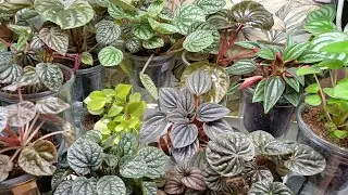Пеперомии на фитиле🌿👍/Обзор коллекции💚