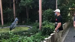 Shoebill Stork bows and makes machine gun noise !