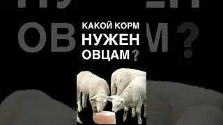 Какой корм нужен овцам? Чем кормить овцу? 
