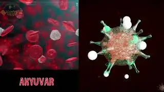 KAN HÜCRELERİMİZ NELERDİR?
