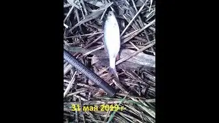 Рыбалка на карася. Ивановская обл., д.Рогатино 31 мая 2019 г