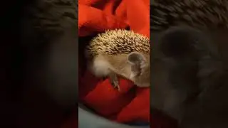 ⏰🧰Свободу ёжикам!