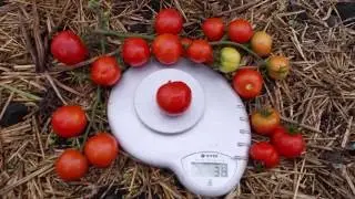 Сорт томата 