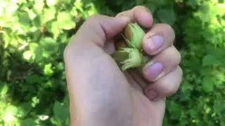Сеянцы фундука. Первые сигнальные орехи
