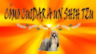 CUIDADOS DEL SHIH TZU EN 7 TIPS
