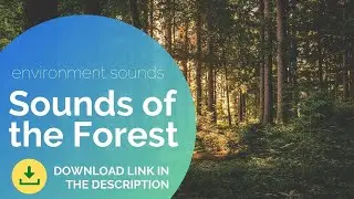 Forest Sound Effect | Sounds Of The Environment