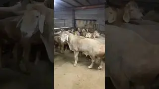 Атаман #арашан #гиссар #animals