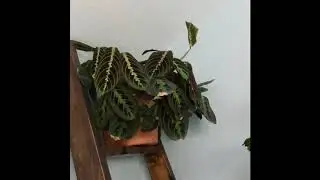 Calathea Timelapse, The Prayer Plants