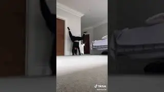 TikTok Pocket Rocket 🚀 