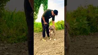 बताओ कोनसी breed Hai 🐶 ❤️ #shortsvideo #trending #shortsvideo #pitbull #youtuber