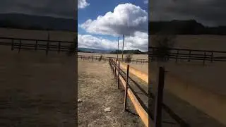 #экскурсия .Наш Буравушка 😌🏔на конеферме .#лошади #shorts #horse
