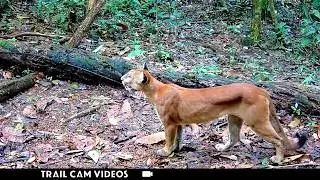 9 1/2 Weeks in a Hidden Jungle! Costa Rica Wildlife Trail Cam Videos