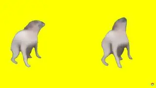 Loli doggi (meme dog dance)