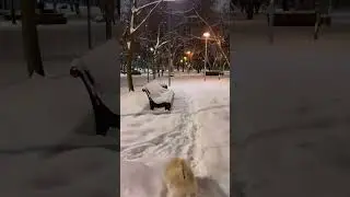 Гуляй /#отдых #зима #прогулка #собакадругчеловека #мойдень #любимец