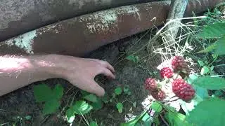 Размножение ежевики отводками РАННЕЙ ВЕСНОЙ! Альтернатива летнему/осеннему укоренению отводков.