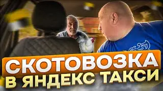 Клиент превратил Яндекс.Такси в скотовозку 