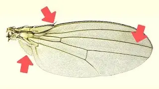5 Things You Didn't Know About Insect Wings