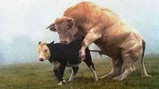 WOW! Hewan Raksasa Ini Memang Ada Di Dunia Nyata ! FULL HD