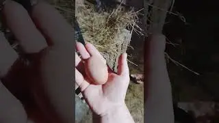 Золотые яйца🍳