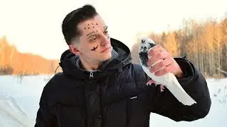 Ремонтяш - Птицы