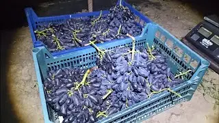 Кишмиш 