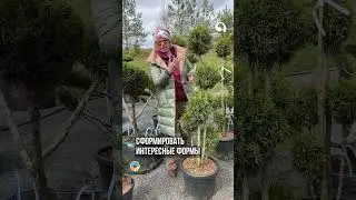 Не спешите удалять высохшие ТУИ