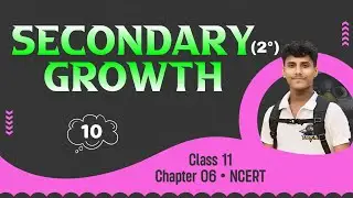 Secondary Growth • Anatomy of Flowering Plant • Class 11 + NEET
