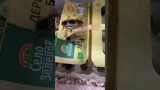 Страсти Кубинских тараканов #кубинскийтаракан