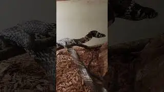 Crazy tiger rat snake inflates his neck! Wild! 