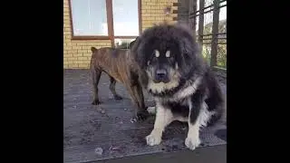 Войс Вельд Урсула и Тибетский брат.