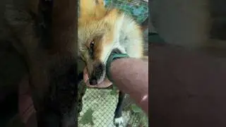 Не гладится #животные #лиса #animals #fox #лисаальма