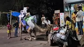 Camels 🐫 🐫: Slaves for human-being